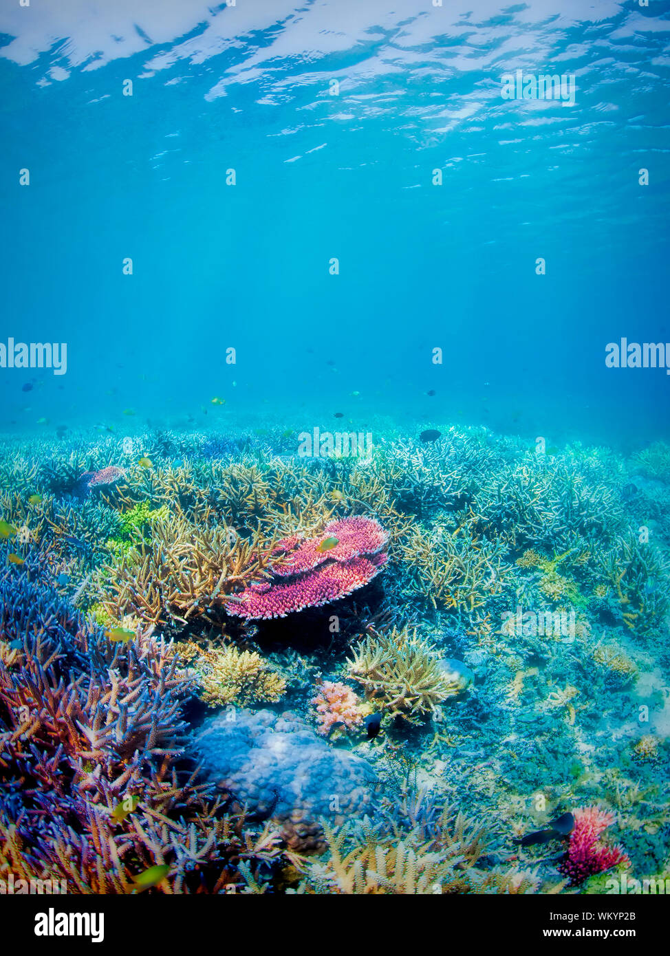 Sous-marine sur les récifs coralliens colorés de l'île de Komodo Banque D'Images