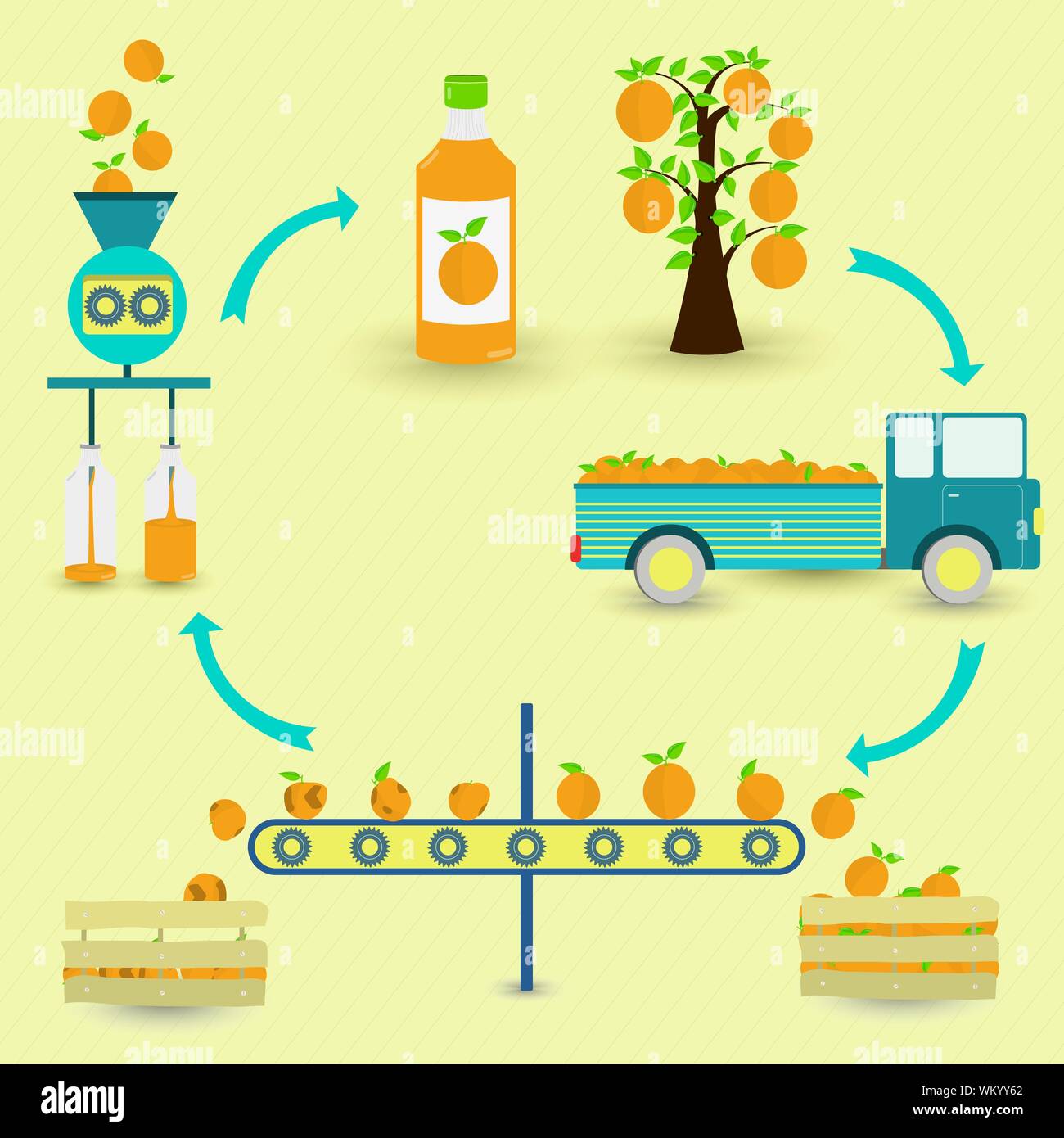 Les étapes de production de jus d'Orange. Orange Tree, la récolte, le transport, la séparation de la saine et des oranges pourries, transformés en usine et botted. Dans une une circul Illustration de Vecteur