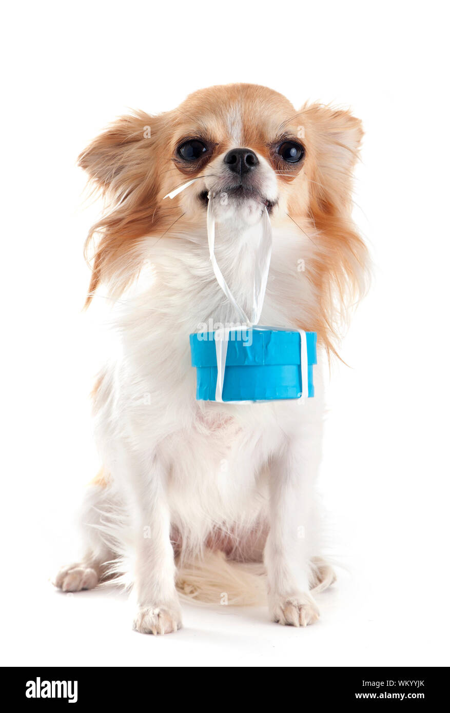 Chiot chihuahua et don in front of white background Banque D'Images