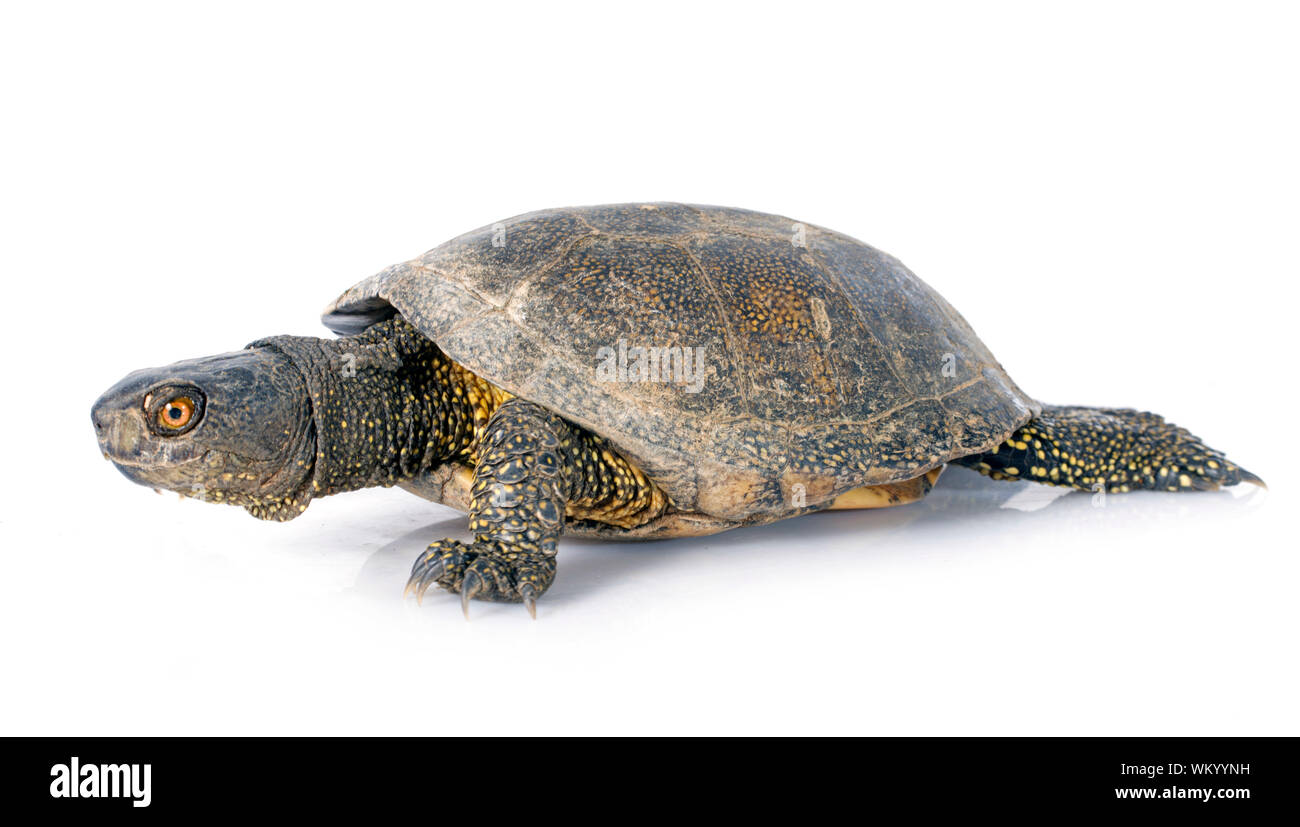 Tortue de l'Europe in front of white background Banque D'Images