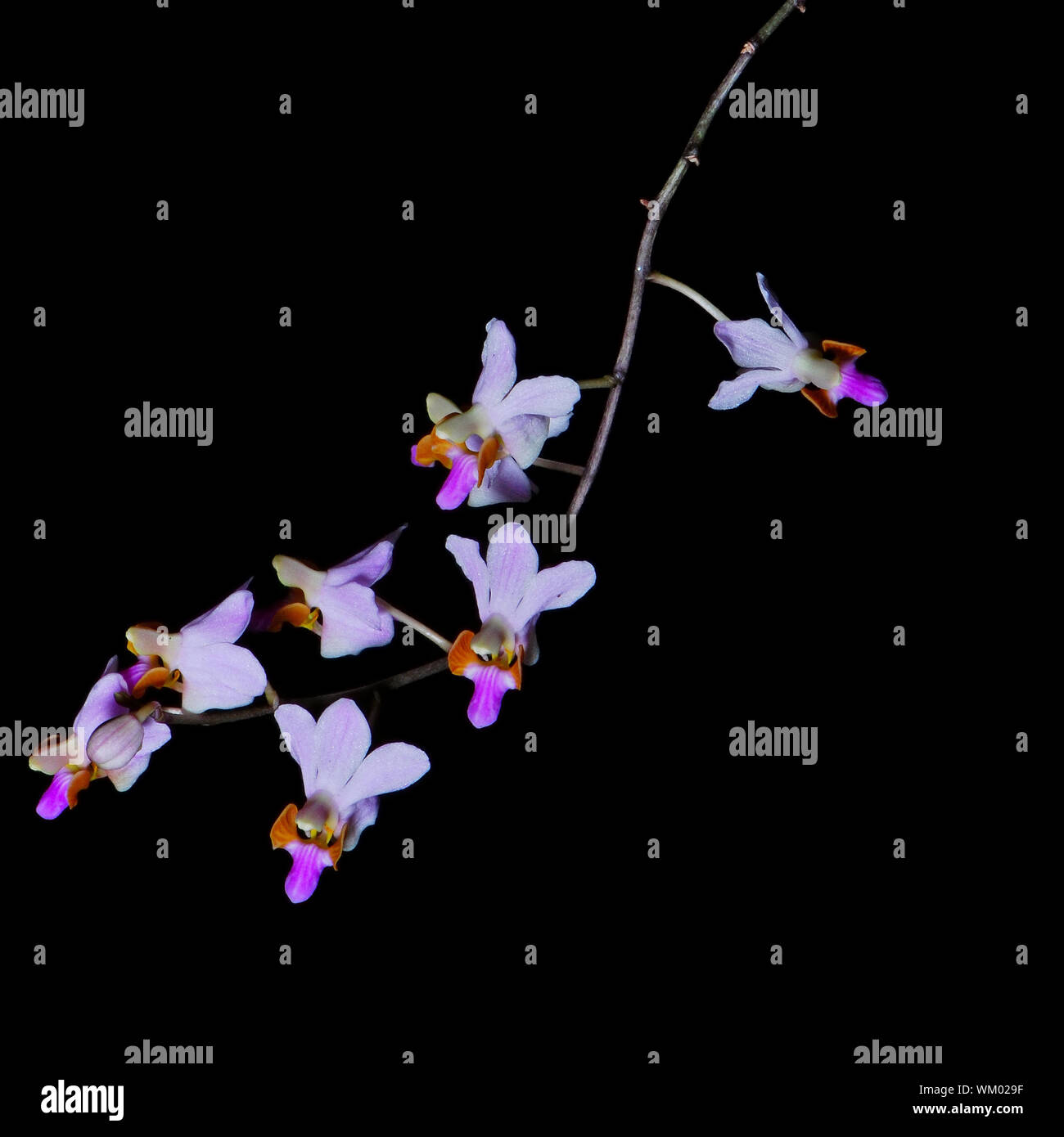 Rose belle orchidée terrestre, Doritis pulcherrima, isolé sur un fond noir Banque D'Images