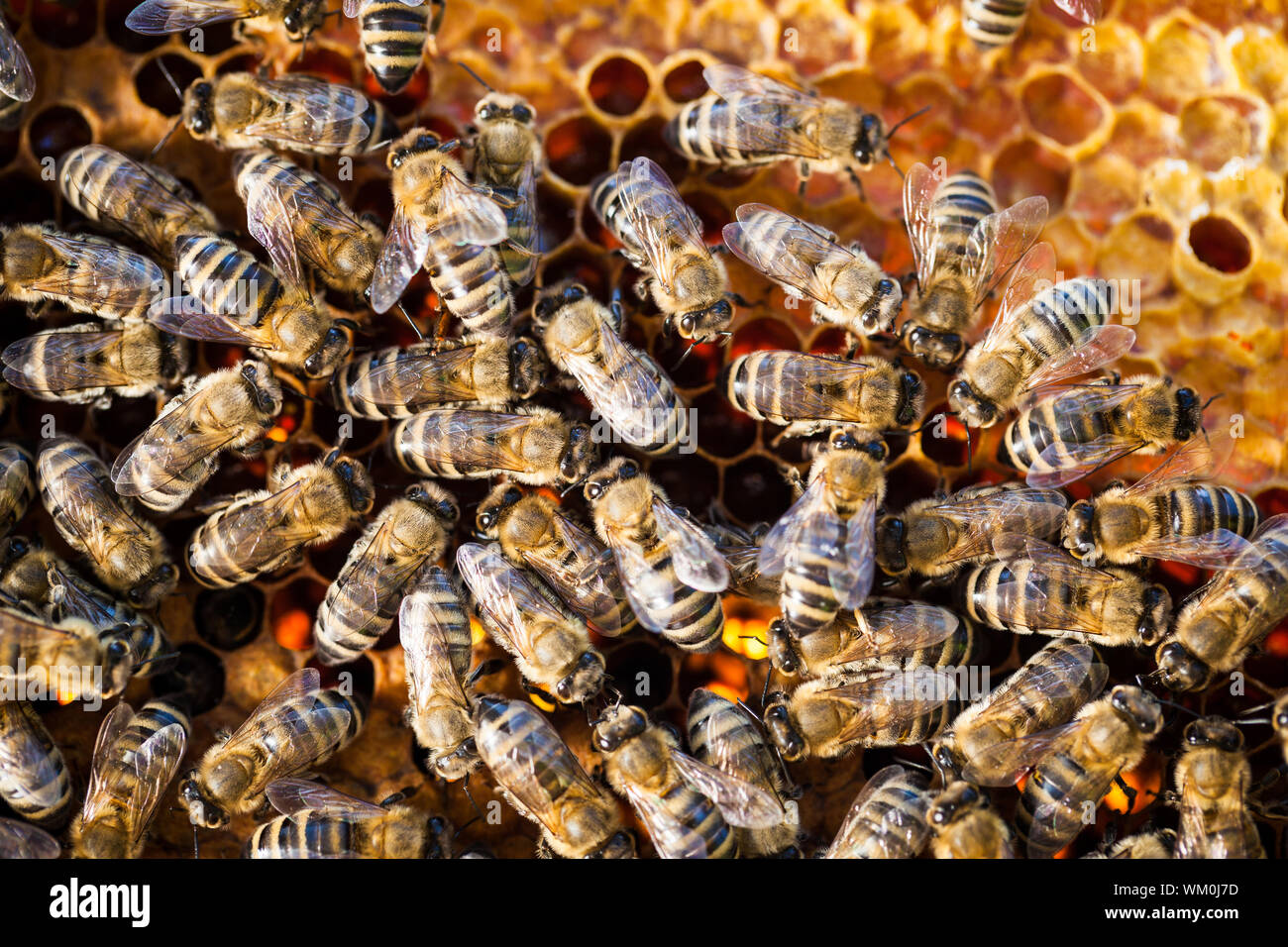 Plan Macro sur l'essaimage des abeilles sur une ruche Banque D'Images