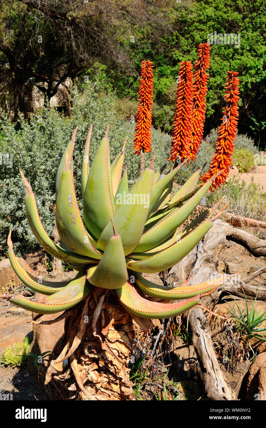 Aloès amer, avec l'Aloe ferox, feuilles jaune-vert Banque D'Images