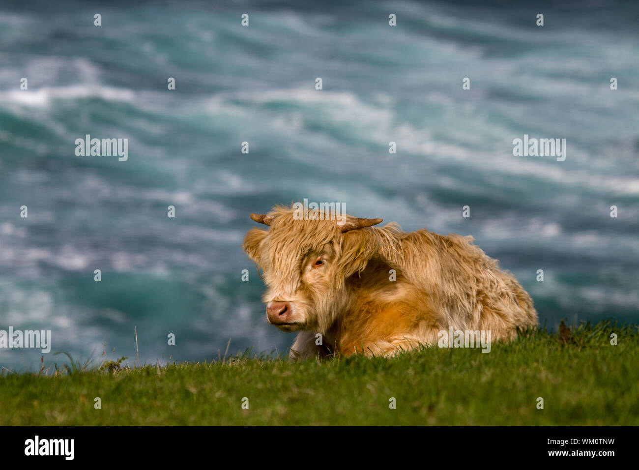 Highland cattle reposant sur l'herbe contre la mer Banque D'Images