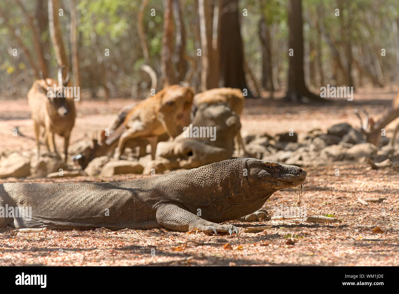 Nourriture de dragon komodo Banque de photographies et d’images à haute