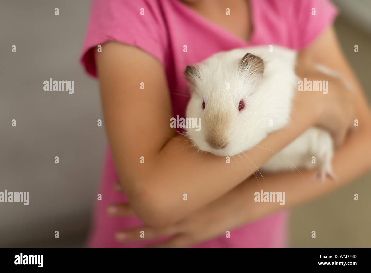 Rat blanc cute little girl dynamique dans les mains Banque D'Images