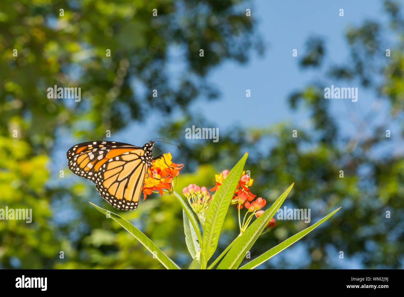 Le monarque (Danaus plexippus) Banque D'Images