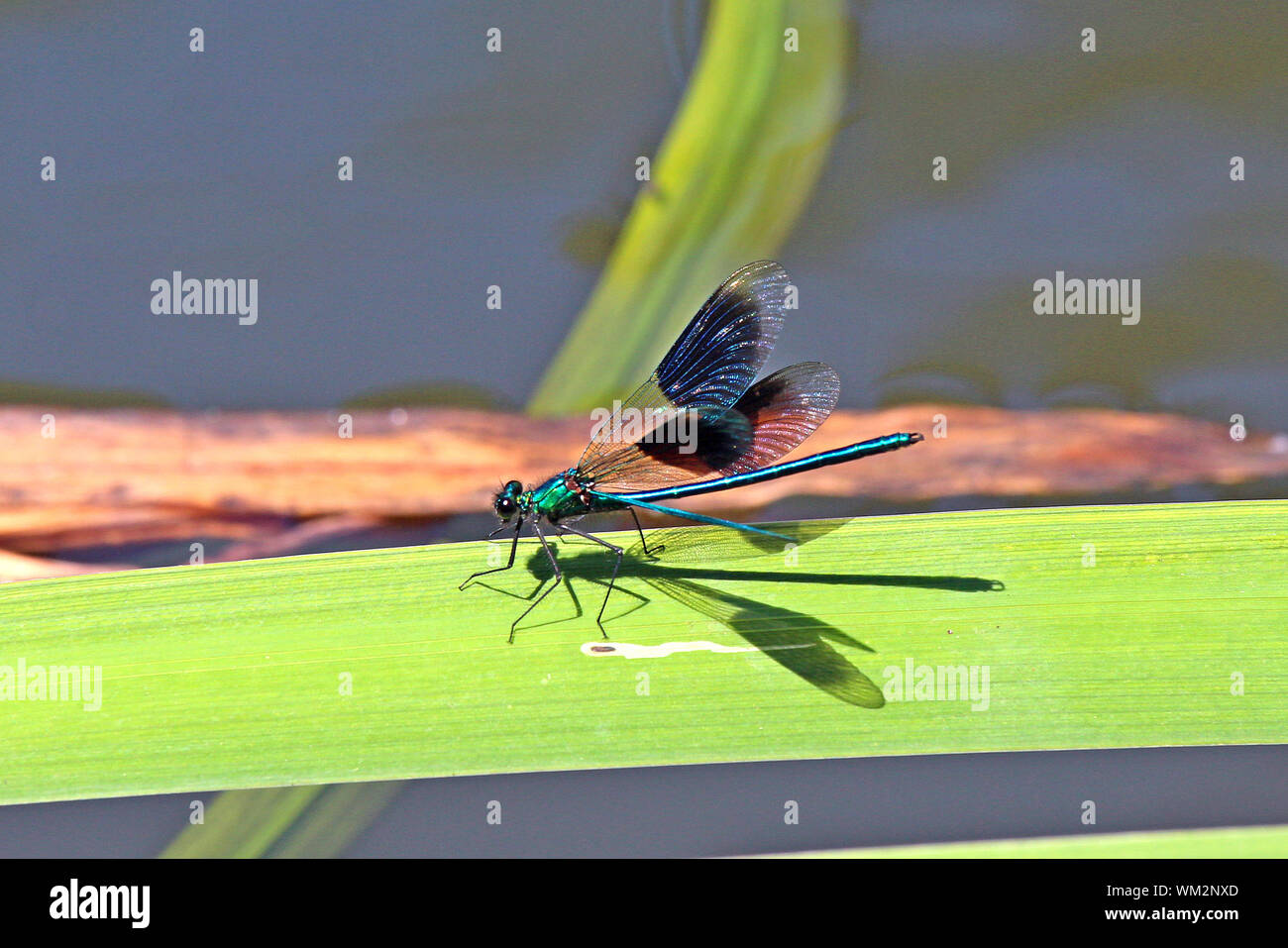 Une libellule amerrit sur une feuille d'un étang dans un jardin anglais. Celui-ci est un mâle bagué Agrion (Agridae - Calopteryx splendens). Banque D'Images