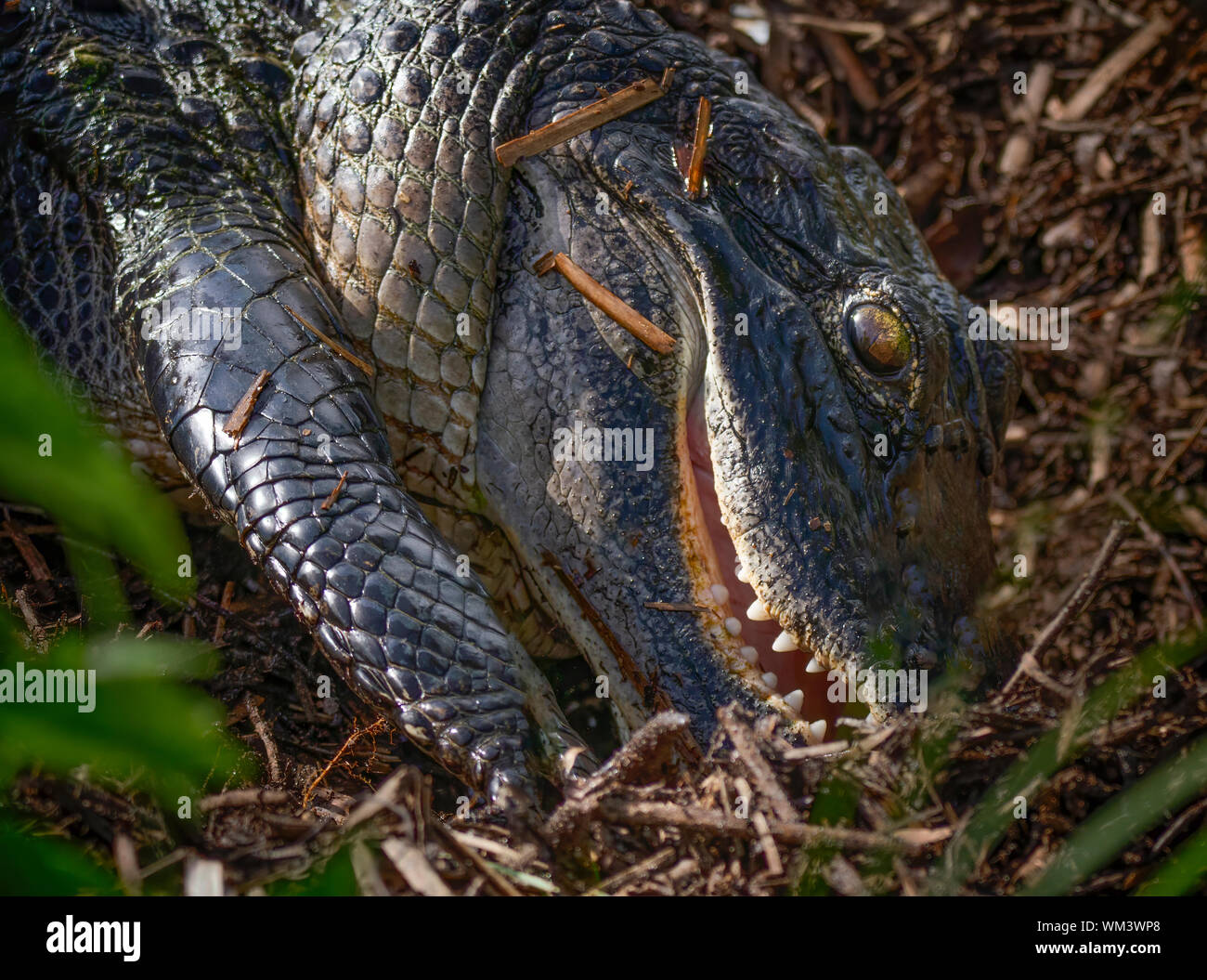 Un alligator femelle creuse ses jeunes hors du nid dans les Everglades de Floride. La mère peut entendre alligator sa jeune gazouillis qui invite à creuser. Banque D'Images