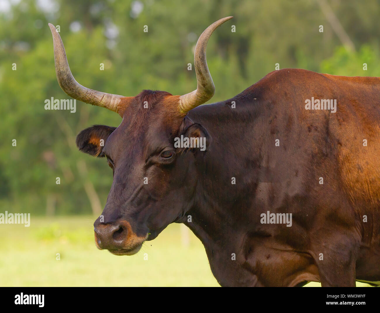 Une vache cornes ressemble au loin dans la distance dans un petit pâturage en Floride du Sud. Banque D'Images Une vache cornes ressemble au loin dans la distance dans un petit pâturage en Floride du Sud. Banque D'Images