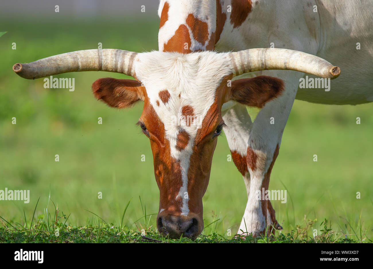 Une vache broute dans un pâturage dans un champ du sud de la Floride. Banque D'Images Une vache broute dans un pâturage dans un champ du sud de la Floride. Banque D'Images