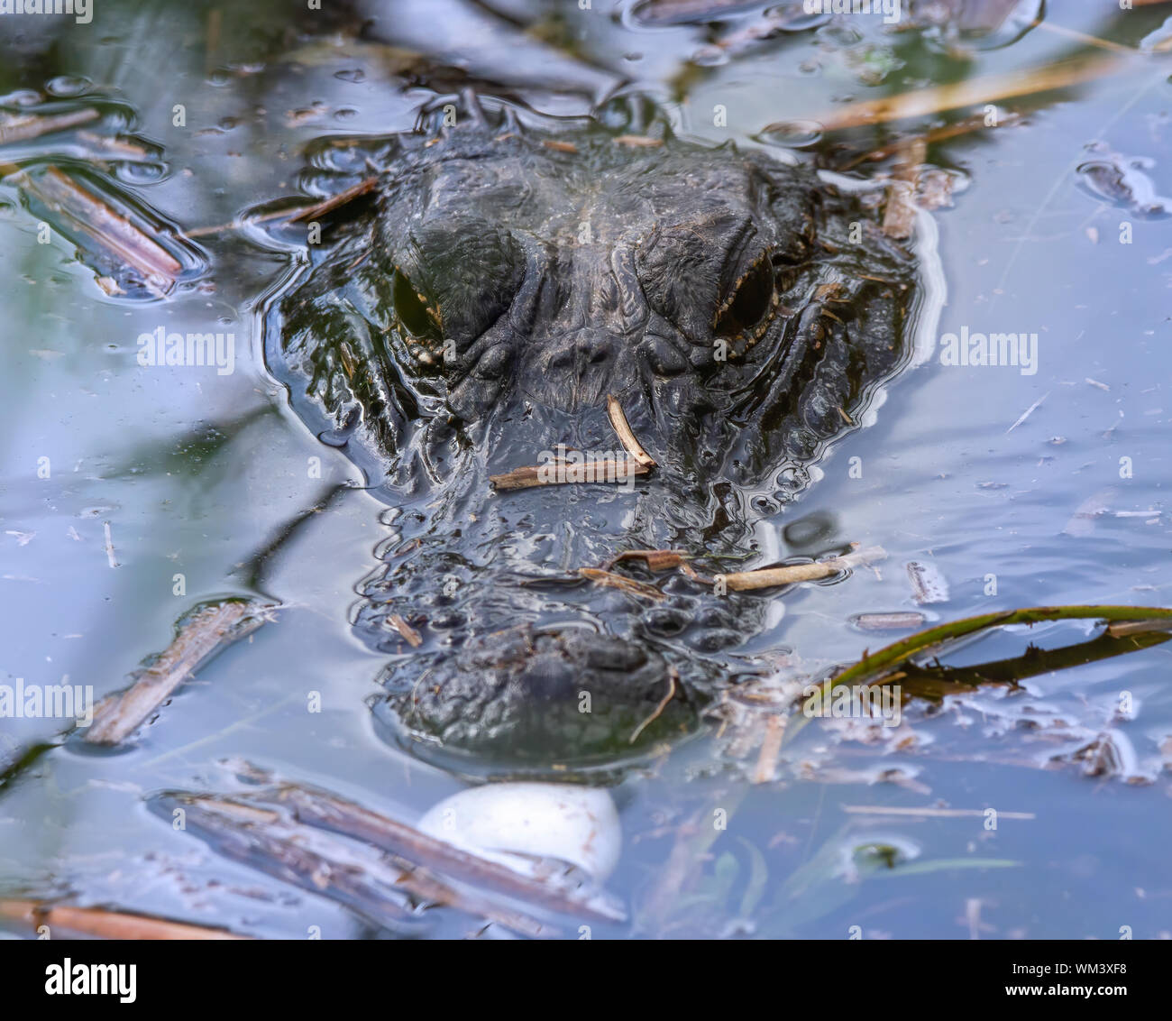 Un alligator mère se prépare à aider l'un de ses nouveau-nés s'en sortir c'est d'oeufs dans les Everglades de Floride. Banque D'Images