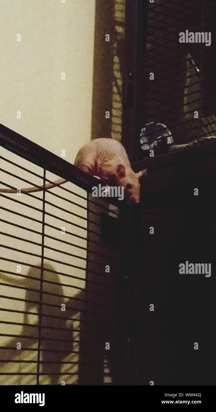 Rat Sans Poil Banque D Image Et Photos Alamy Rat Sans Poil Banque D Image Et Photos Alamy