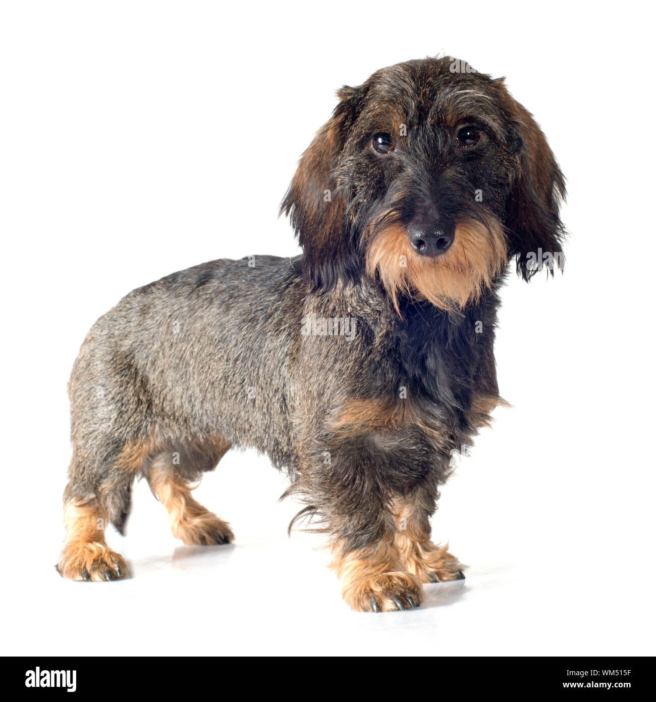 Teckel à poil dur in front of white background Banque D'Images