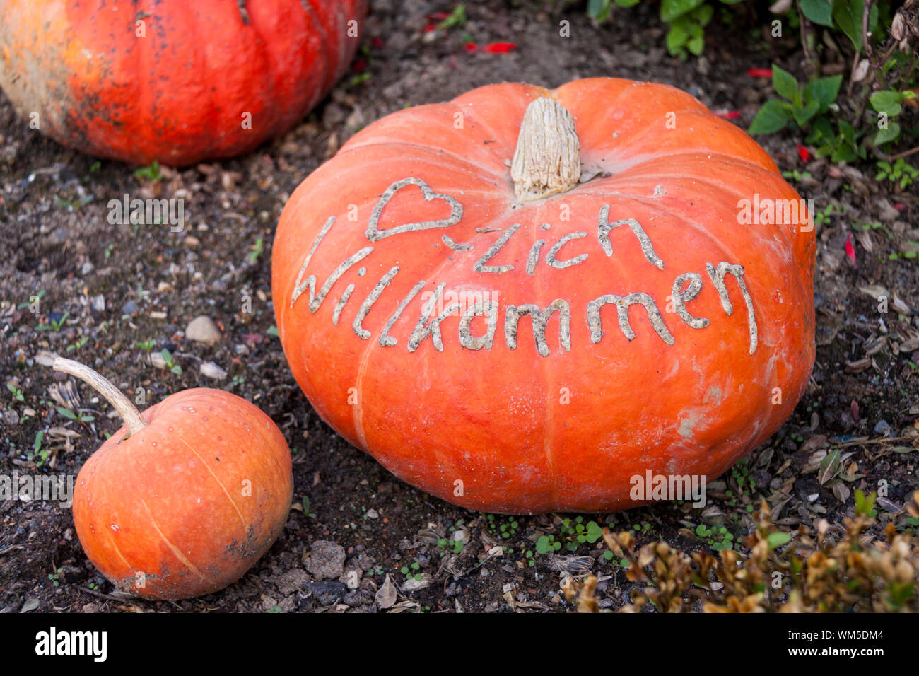 Herzlich willkommen, citrouilles citrouille cucurbita à partir de l'automne harv Banque D'Images