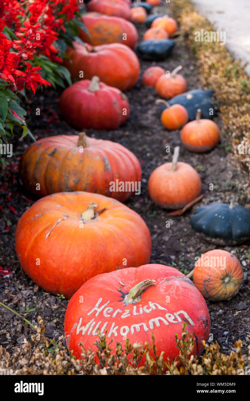 Herzlich willkommen, citrouilles citrouille cucurbita à partir de l'automne harv Banque D'Images