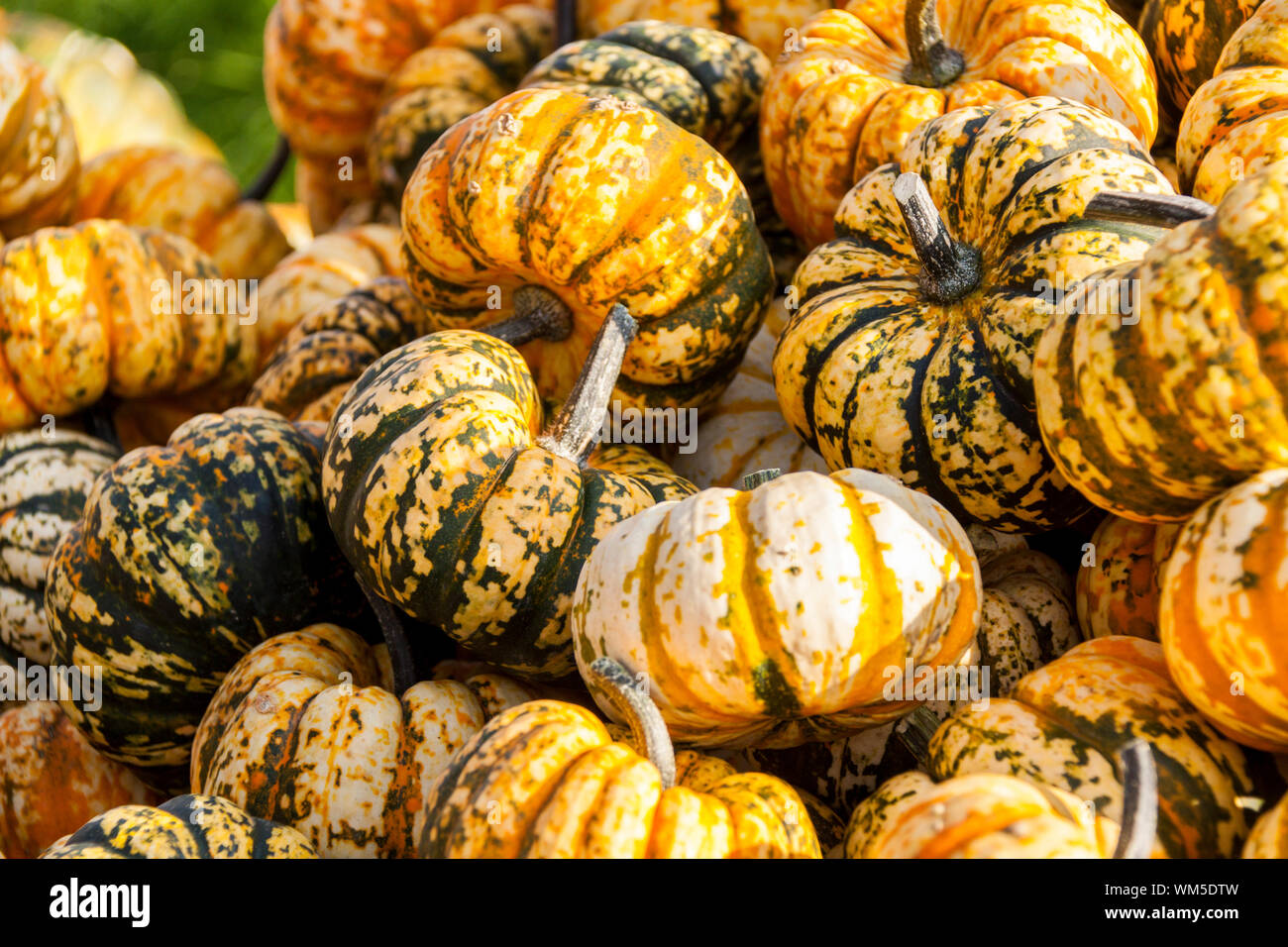 La foudre doux citrouille citrouille cucurbita micro-ondes à partir de l'automne Banque D'Images