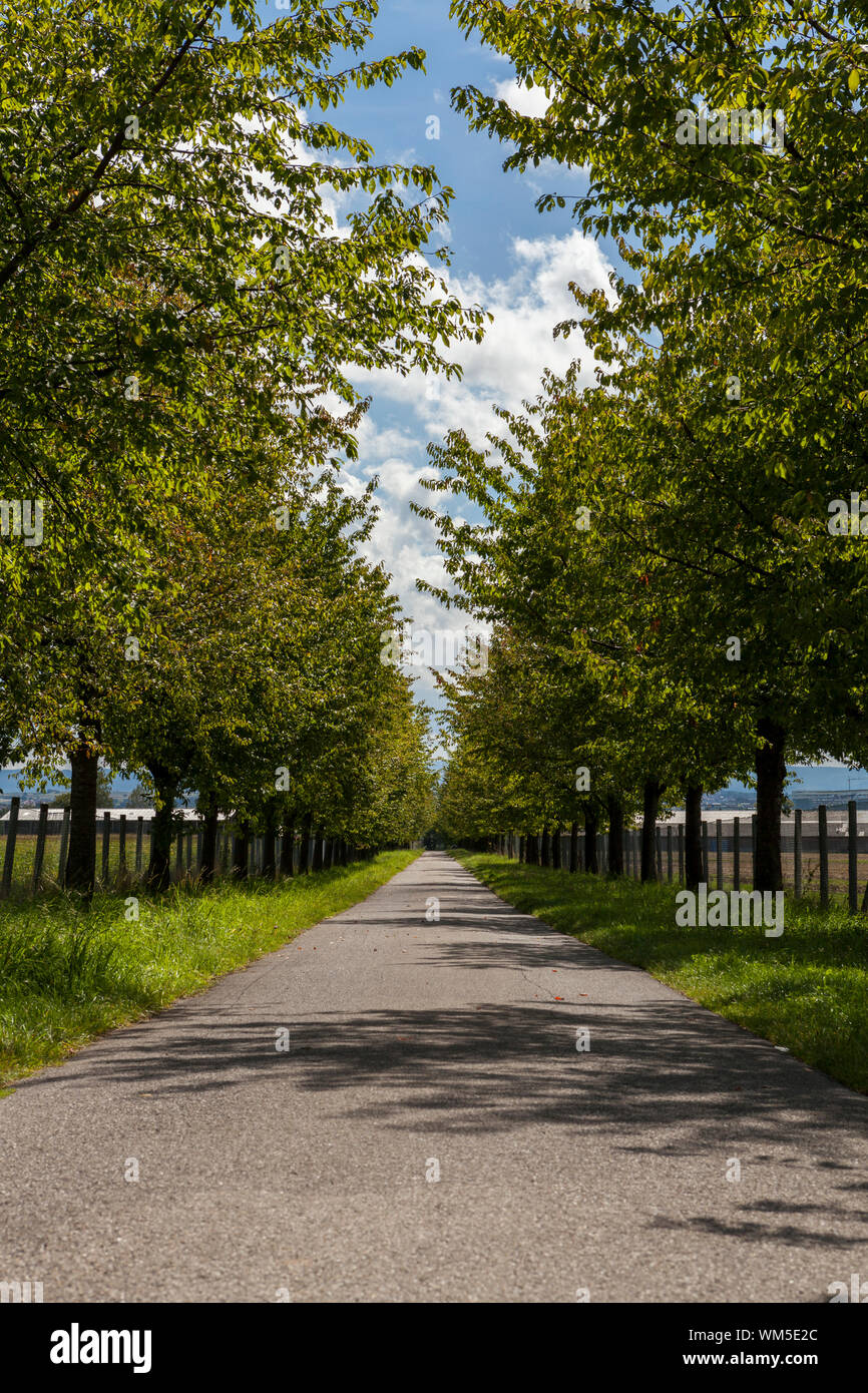 Chemin Rural bordé d'arbres verts feuillus Banque D'Images