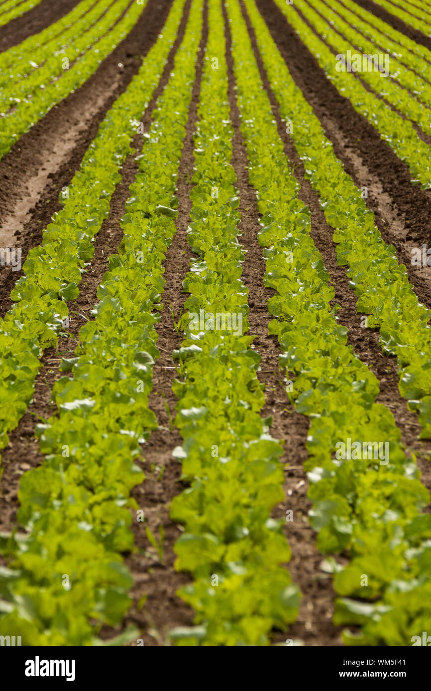 Chou vert en été en plein air sur le terrain de l'usine Banque D'Images