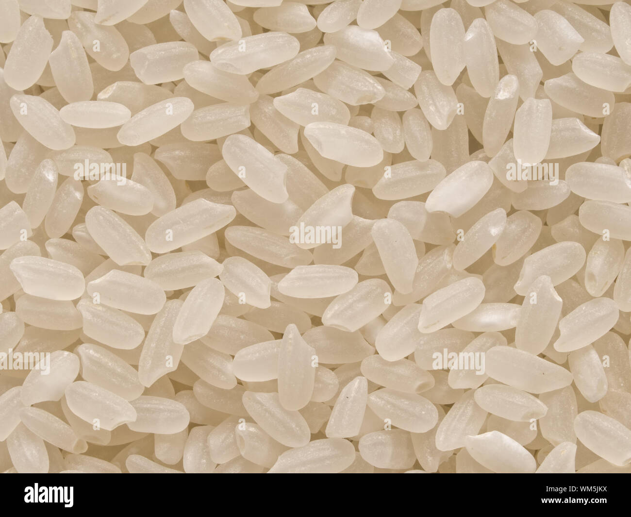 Close up of grain de riz calrose court japonais fond alimentaire Banque D'Images Close up of grain de riz calrose court japonais fond alimentaire Banque D'Images