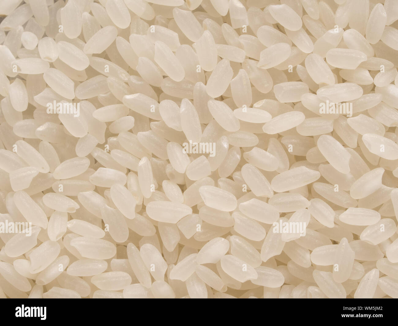 Close up of grain de riz calrose court japonais fond alimentaire Banque D'Images Close up of grain de riz calrose court japonais fond alimentaire Banque D'Images