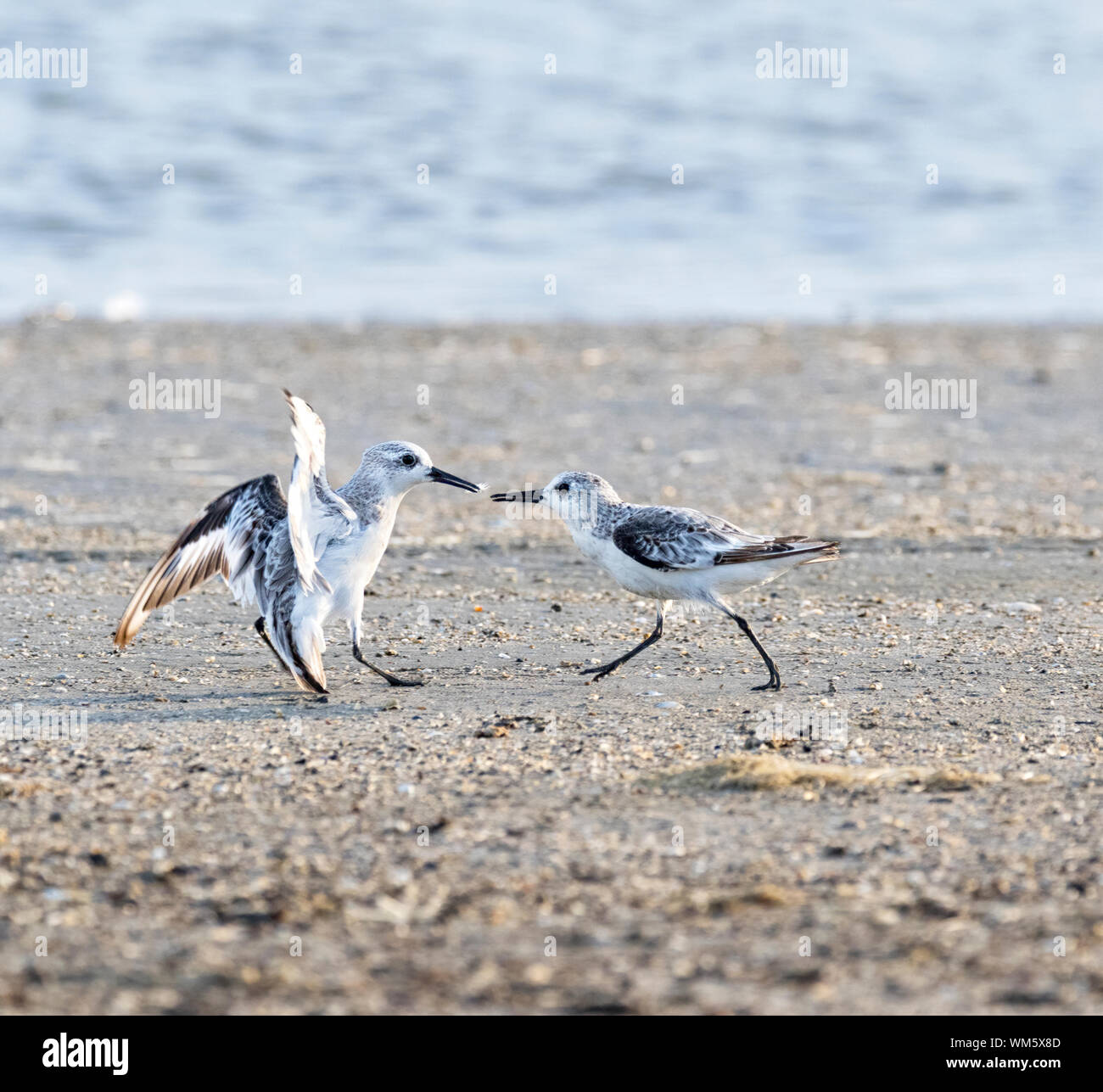 Deux combats le Bécasseau sanderling (Calidris alba) Banque D'Images