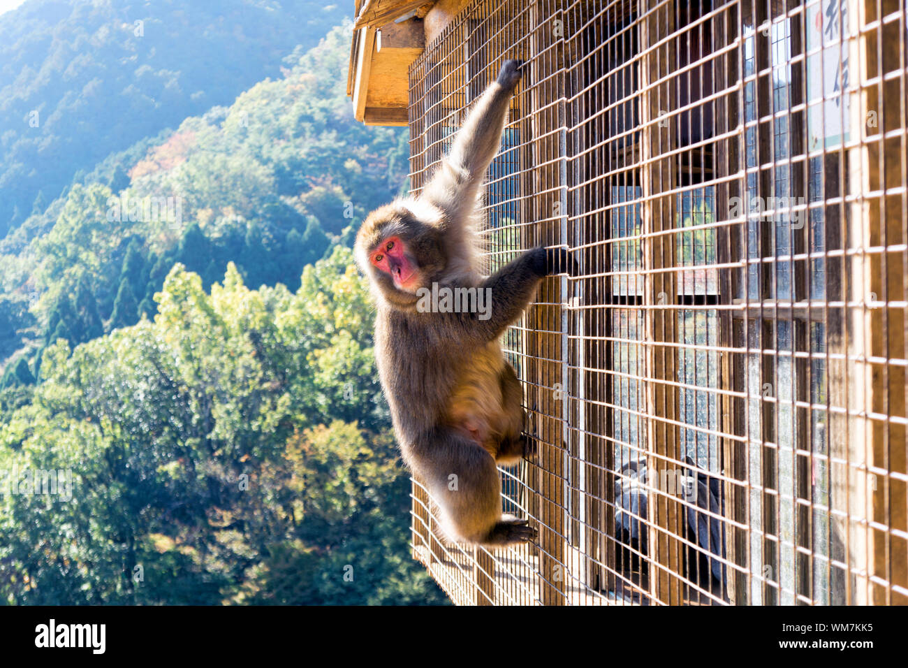 Macaque japonais au parc des singes Iwatayama Banque D'Images