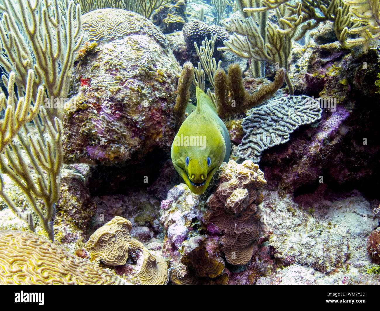 Murène verte au Belize Barrier Reef Banque D'Images