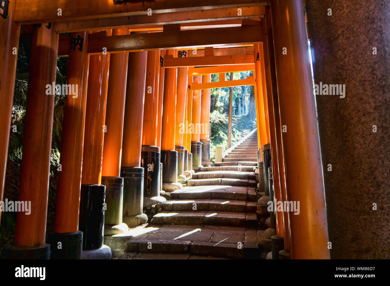 Torii Gates à Fushimi Inari Taisha, Fushimi-ku, Kyoto, Japon Banque D'Images
