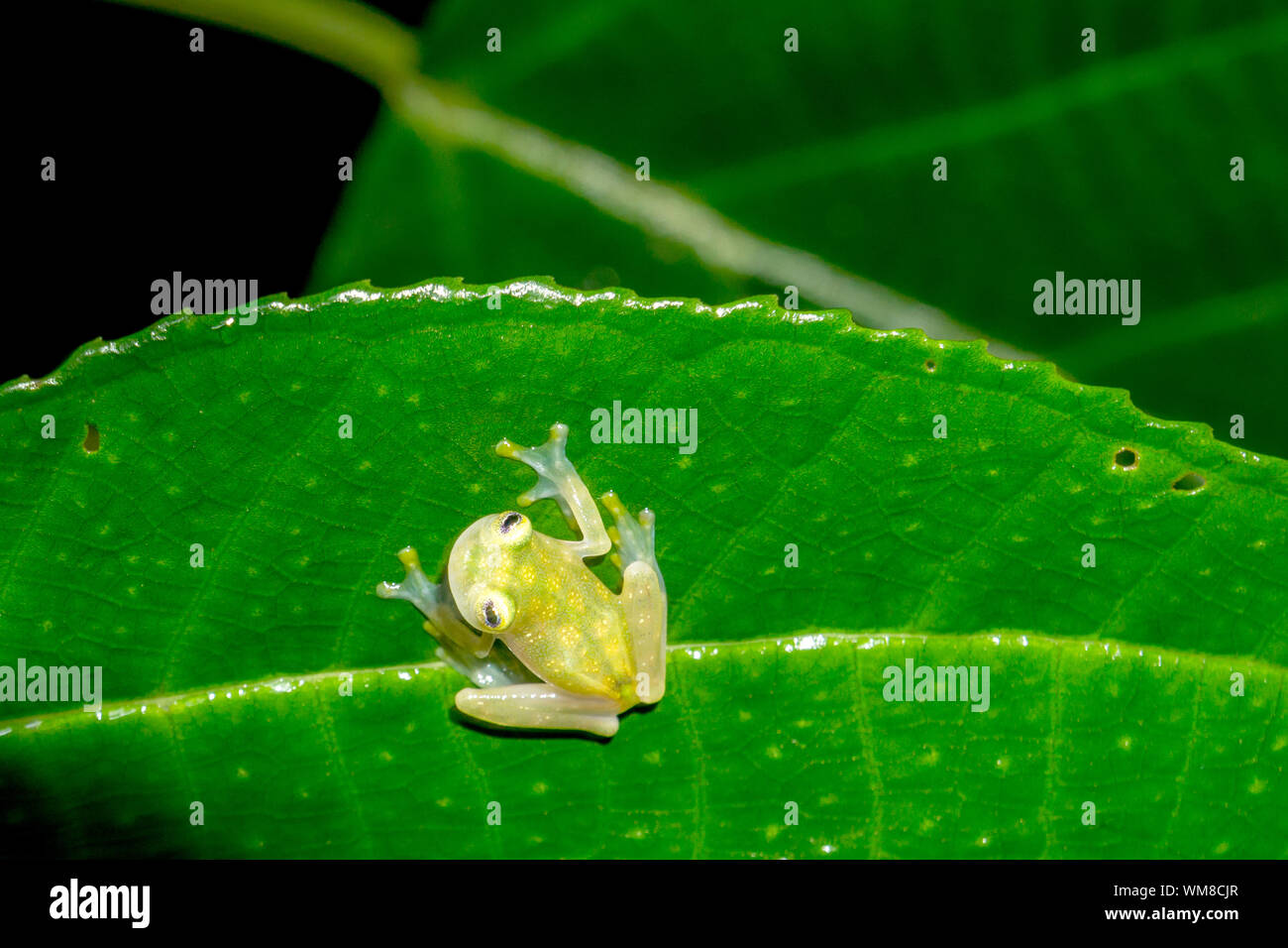 Verre réticulé Frog - La faune du Costa Rica Banque D'Images