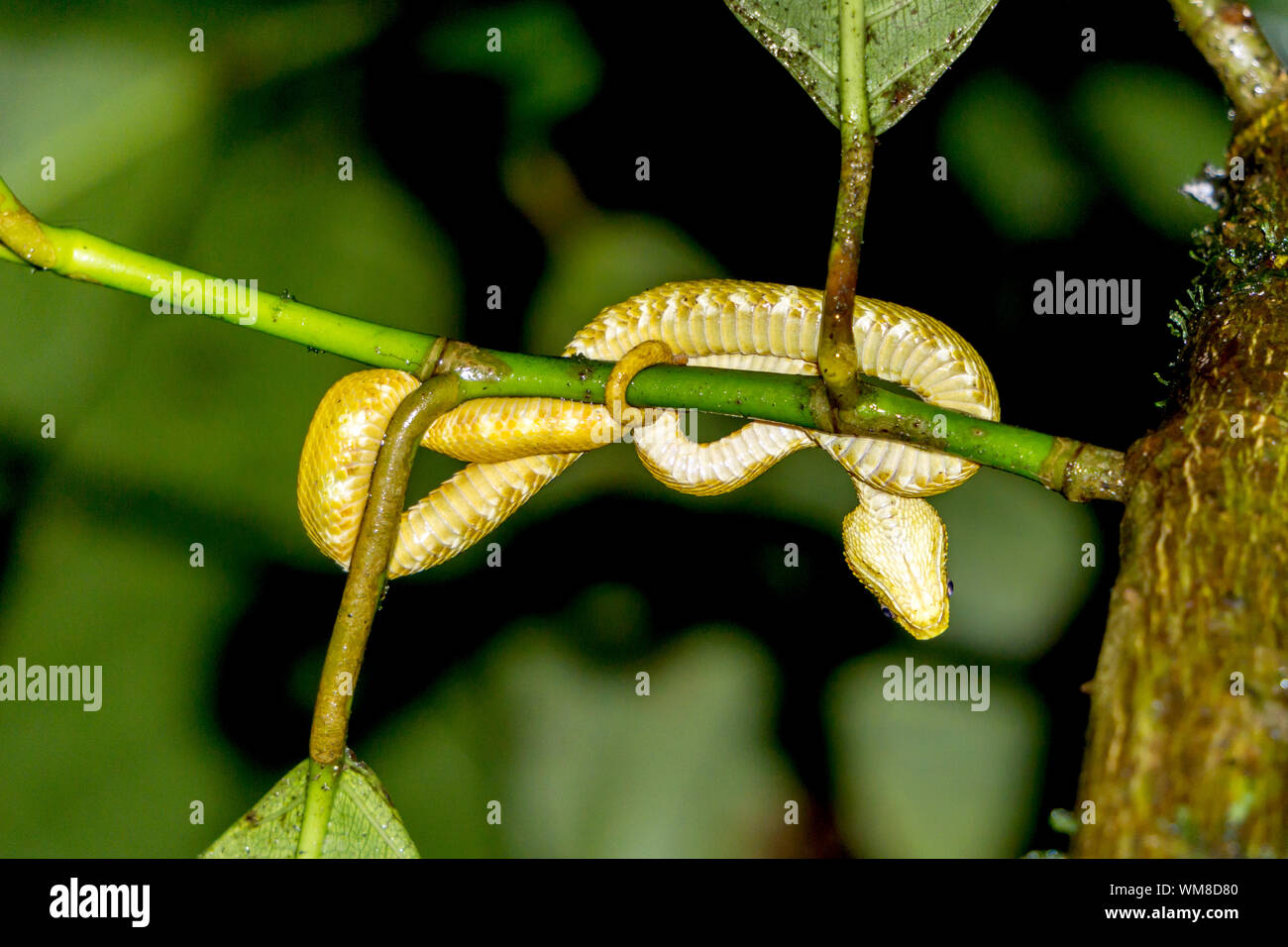 Viper cils serpent dans Wild, Costa Rica - Achille et échelles Vue détaillée Banque D'Images