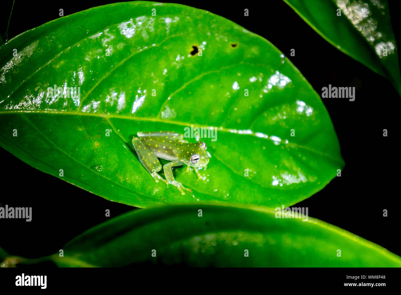 Spotted Frog - Verre moucheté jaune Glassfrog au Costa Rica Banque D'Images