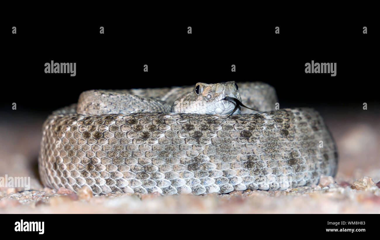 Western Diamondback Rattlesnake - langue fourchue Out Banque D'Images