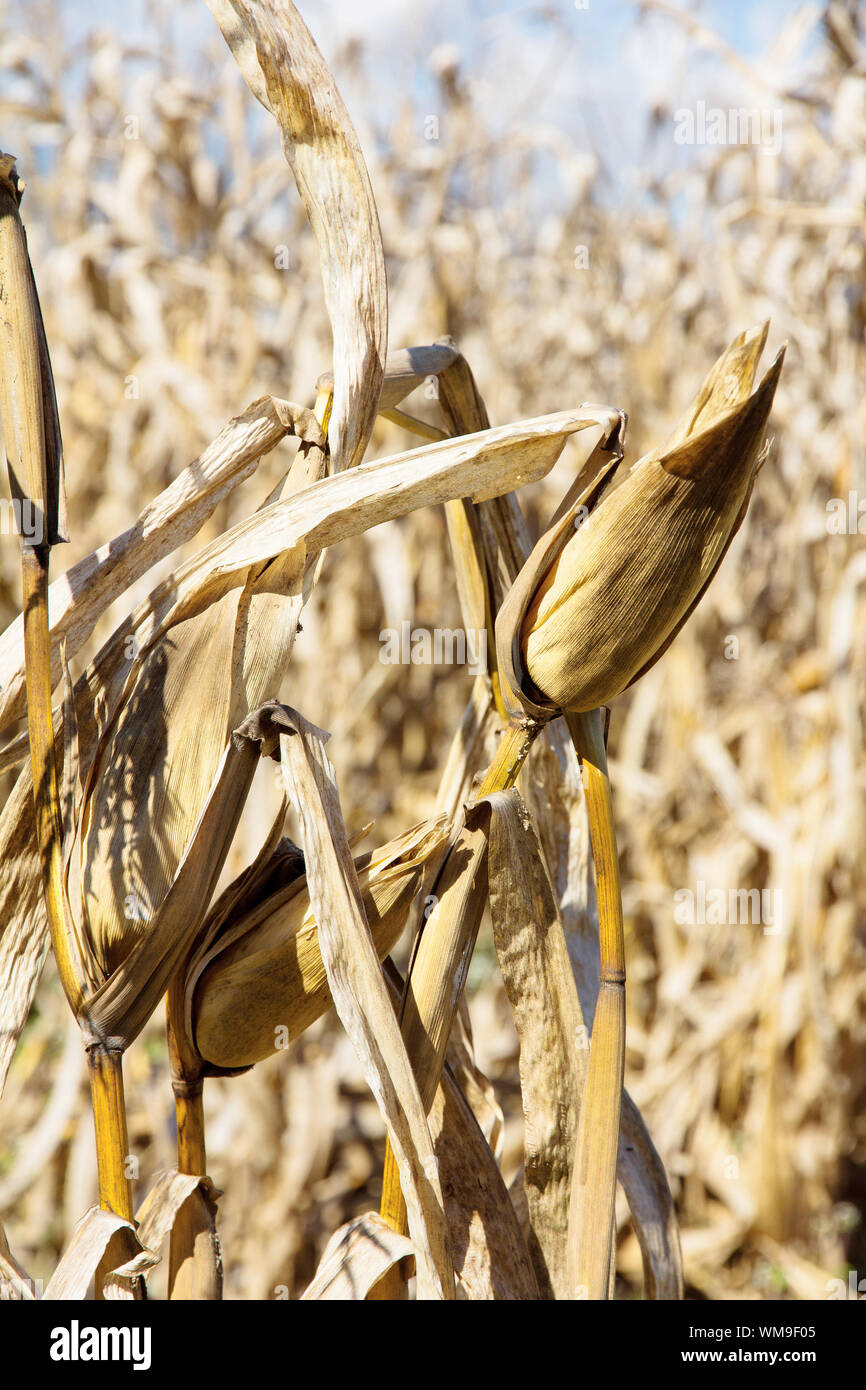 Champ de maïs à la sécheresse Banque D'Images