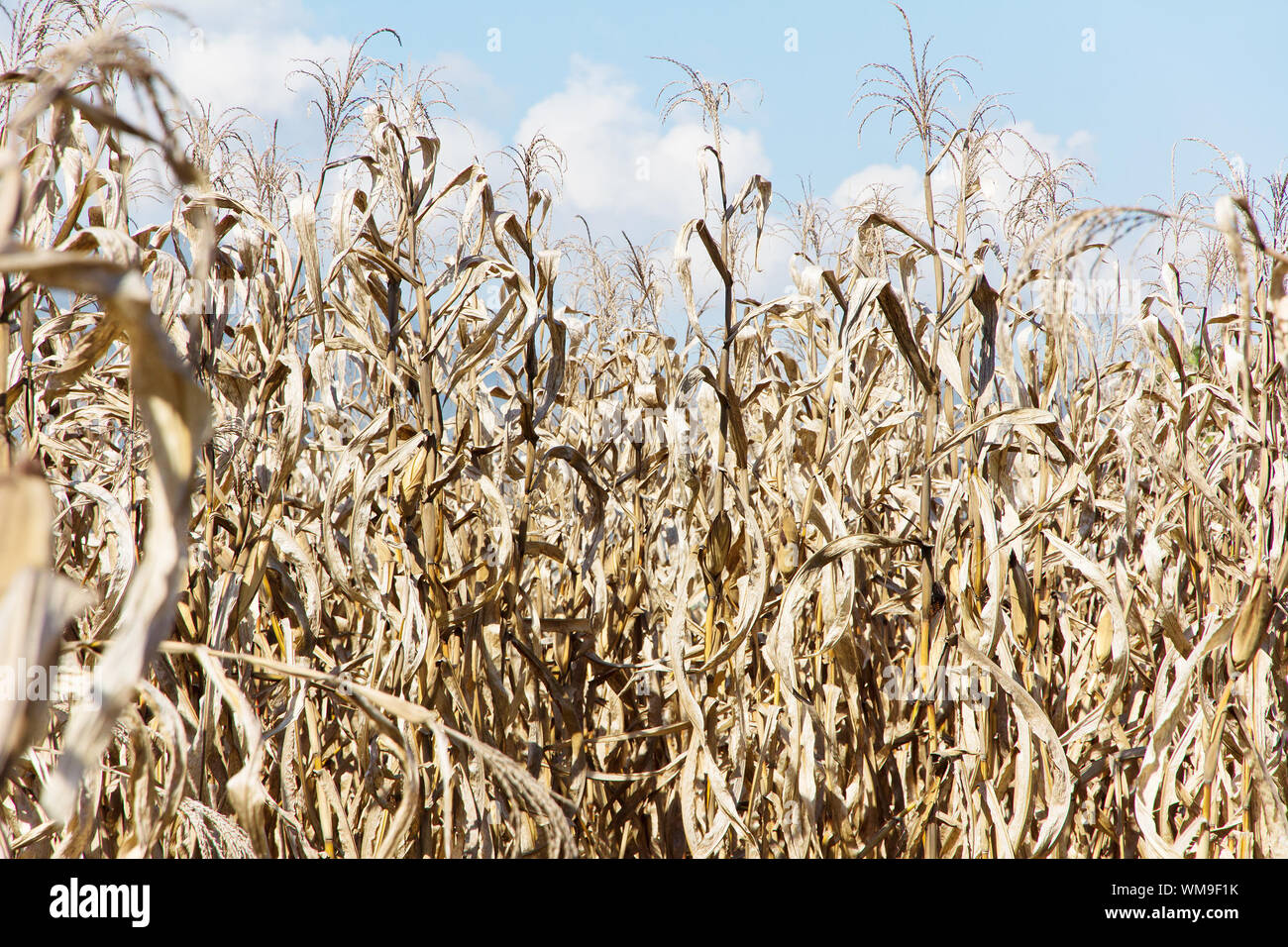 Champ de maïs à la sécheresse Banque D'Images