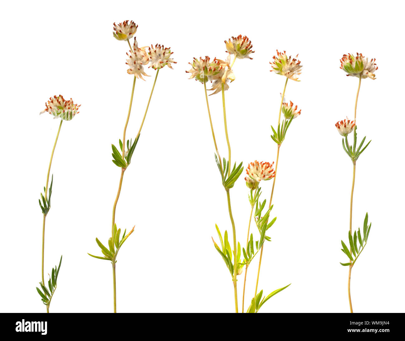 Anthyllis fleurs jaunes isolé sur fond blanc. Banque D'Images