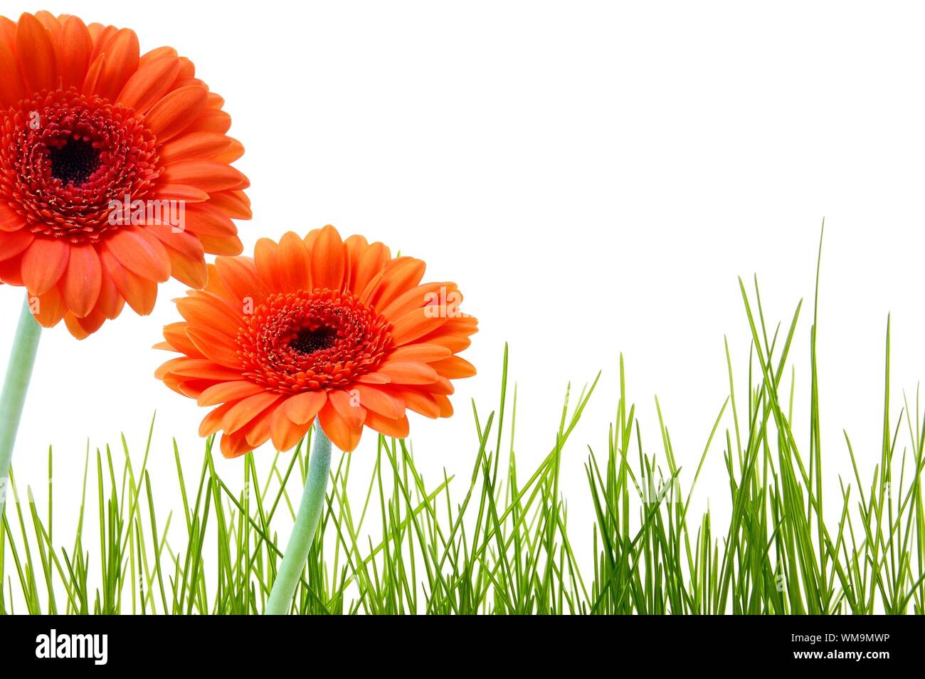 Carte d'anniversaire ou de voeux avec des fleurs et copyspace pour un textmessage Banque D'Images