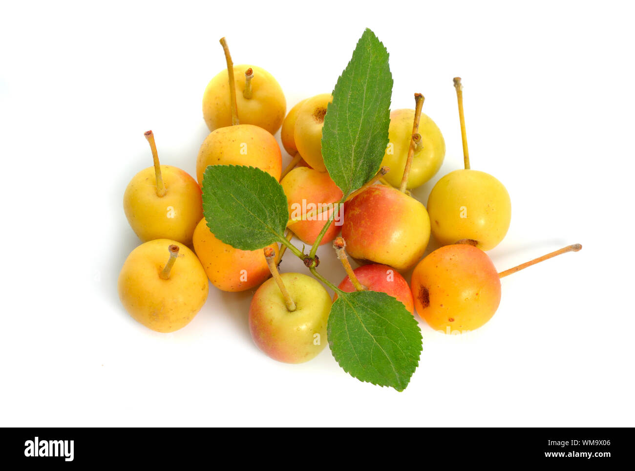 Malus baccata des apple Sibérie Sibérie, Mandchourie, apple et Crabe Crabe chinois apple. Isolé Banque D'Images