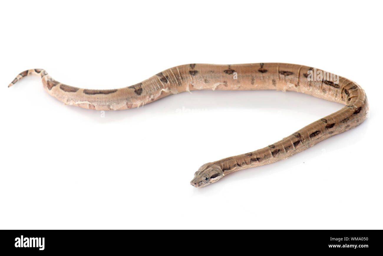 Jeune boa constrictor, in front of white background Banque D'Images