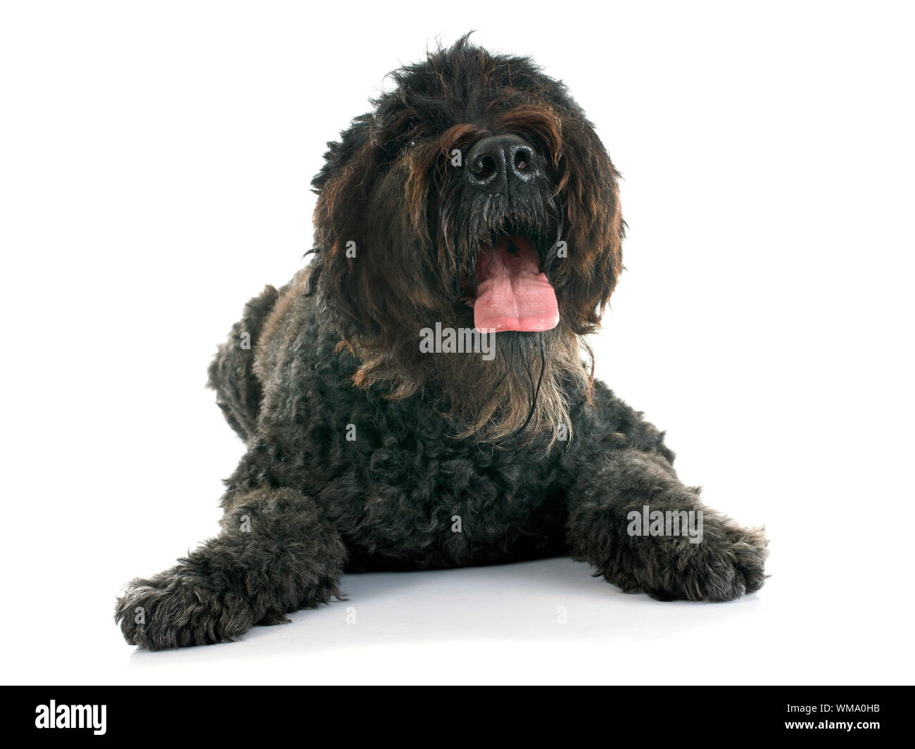Bouvier des Flandres in front of white background Banque D'Images