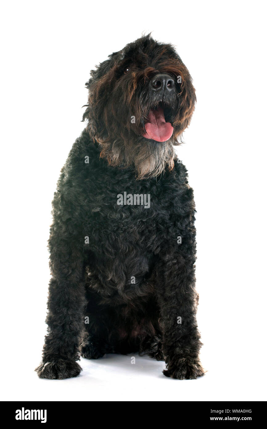 Bouvier des Flandres in front of white background Banque D'Images