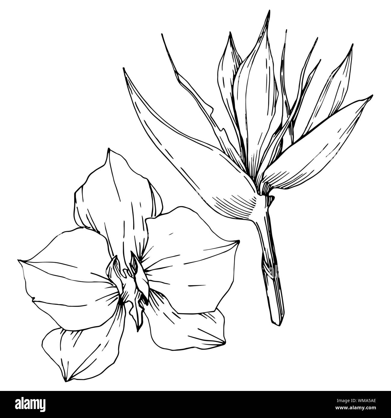 Fleurs TROPICALES et vecteur feuilles isolées. Gravée en noir et blanc L'art de l'encre végétale isolée de l'élément d'illustration. Illustration de Vecteur Fleurs TROPICALES et vecteur feuilles isolées. Gravée en noir et blanc L'art de l'encre végétale isolée de l'élément d'illustration. Illustration de Vecteur