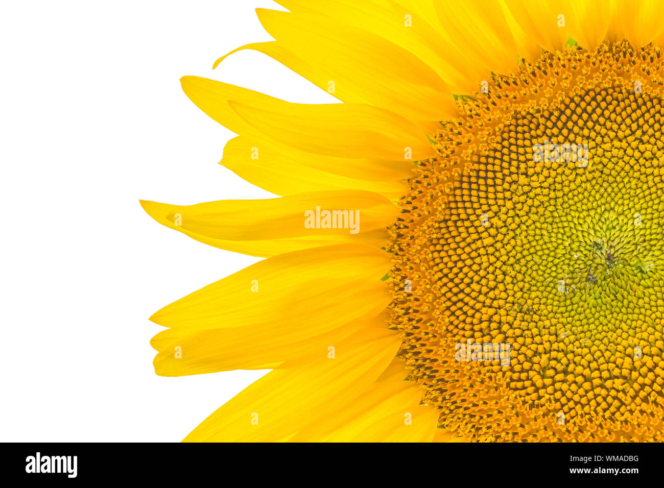 Belle fleur jaune, tournesol, isolé sur fond blanc Banque D'Images