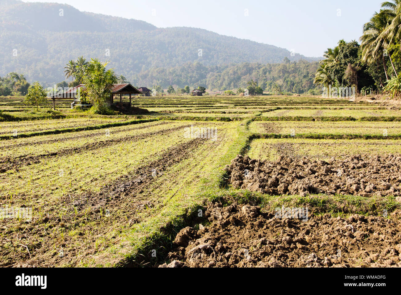 L'agriculture traditionnelle. Banque D'Images