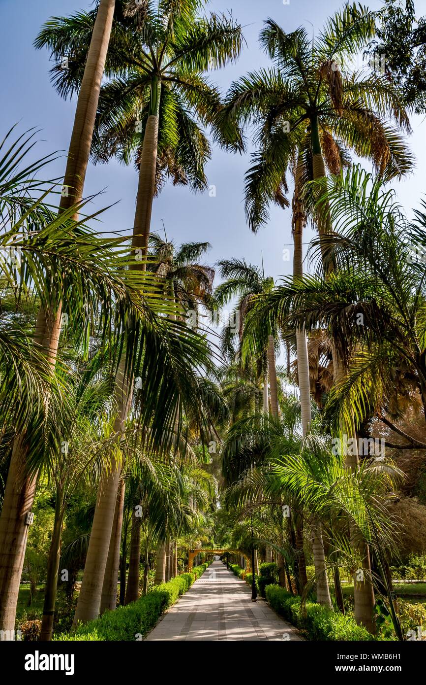 L'île botanique (Lord Kitchener's island) sur le Nil, Egypte Banque D'Images