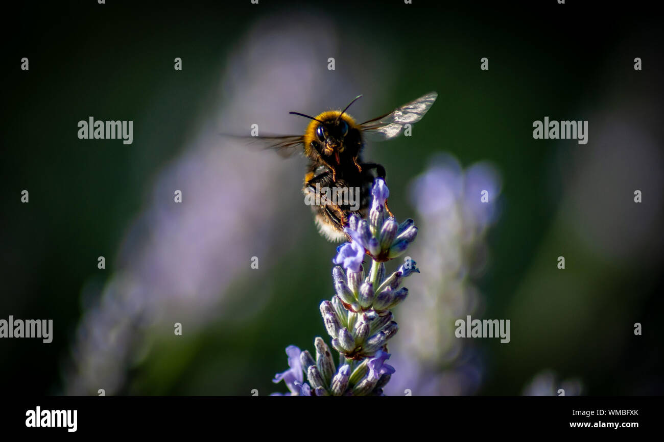 Gros plan d'une abeille qui s'enferme d'une fleur de lavande Banque D'Images