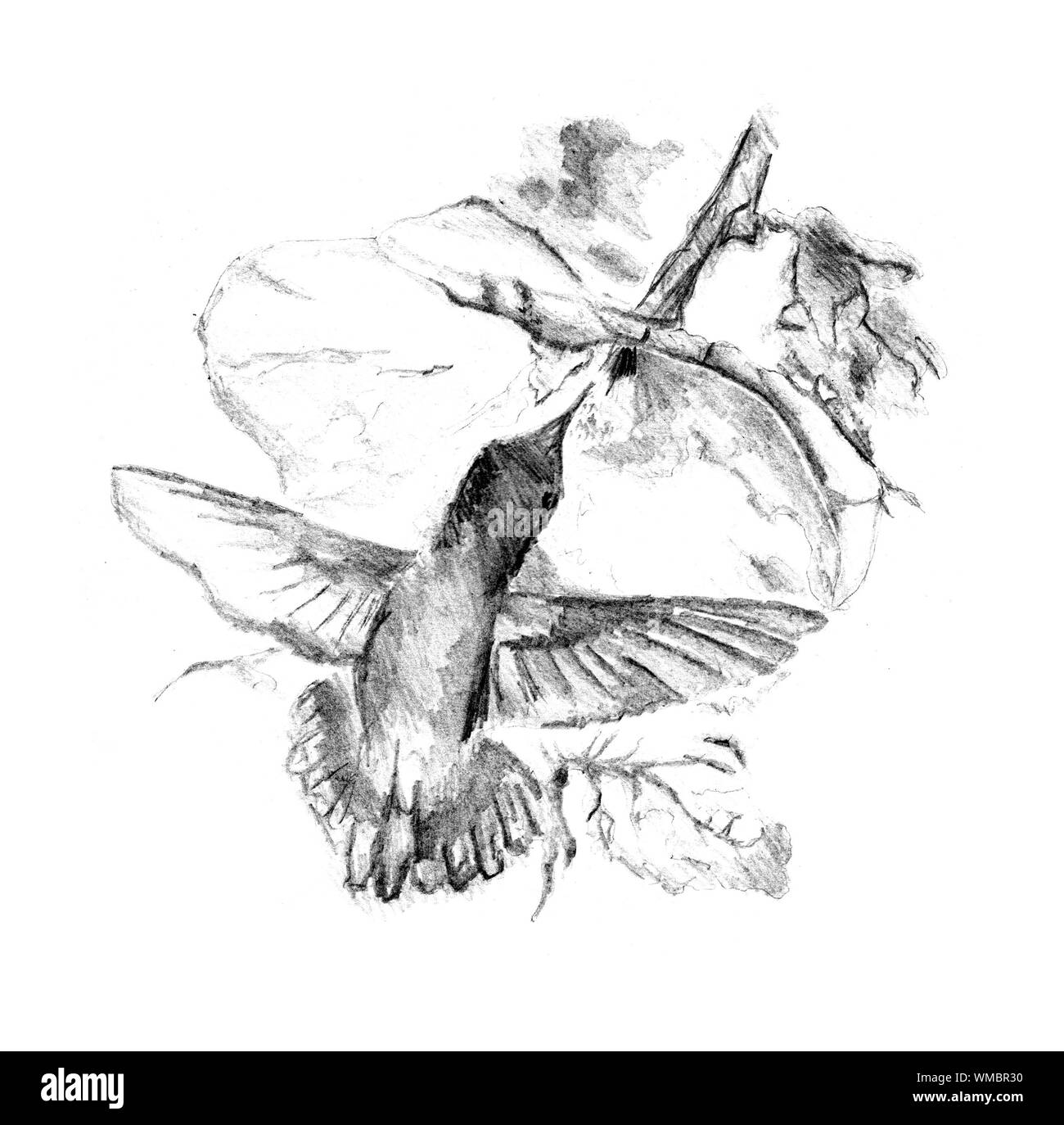 Humming-bird art dessin Banque D'Images