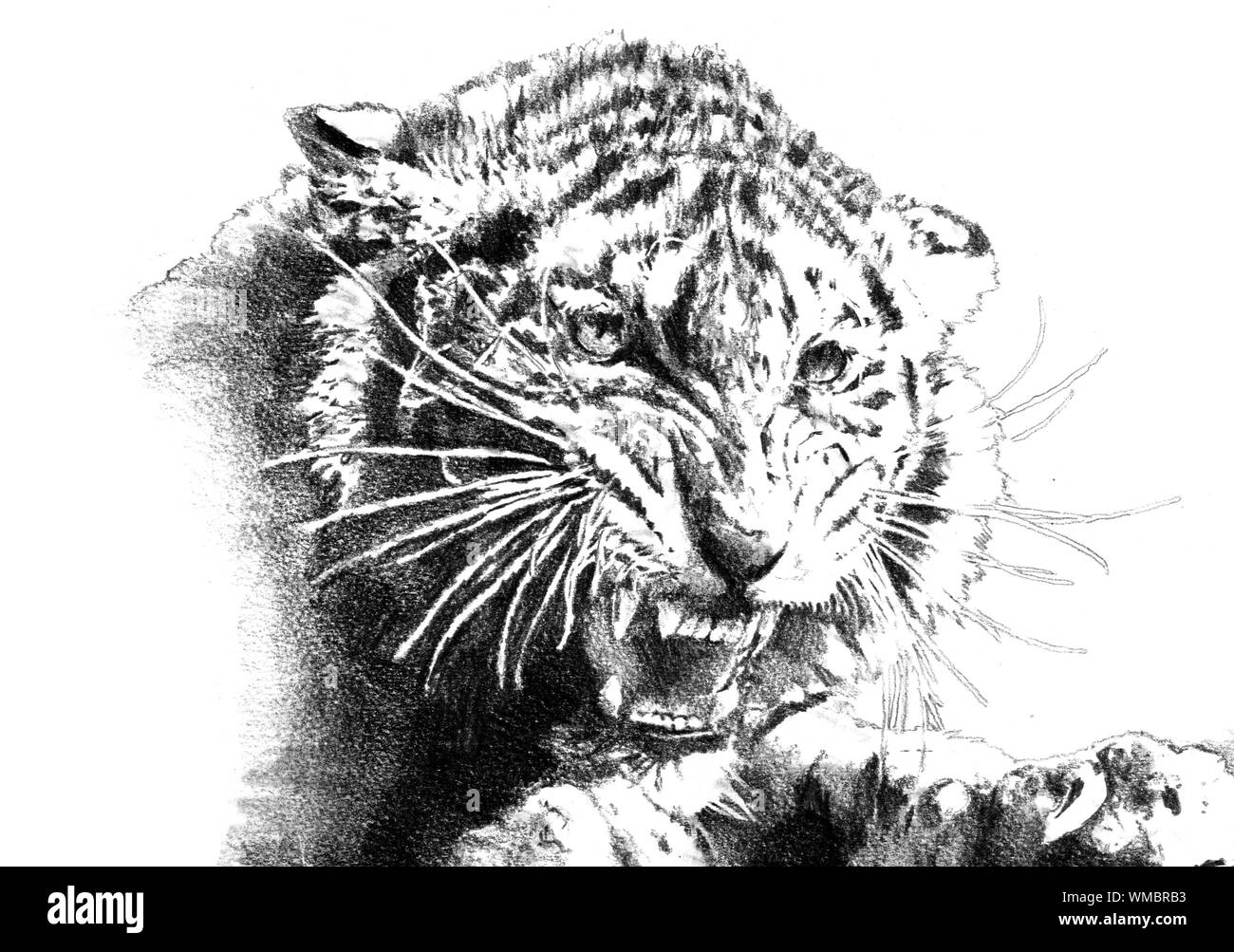 Illustration de l'art power tiger Photo Stock - Alamy