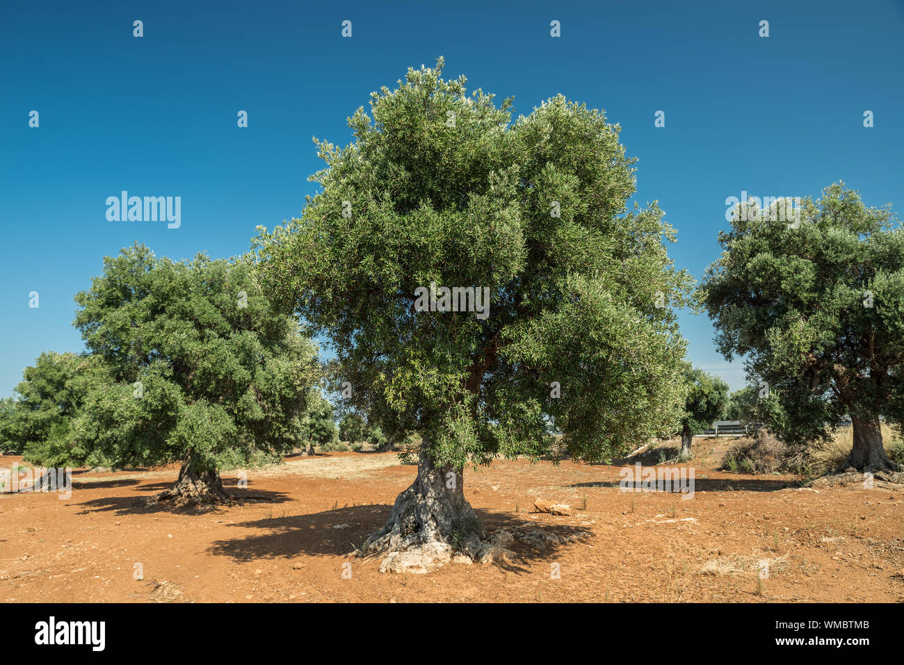 Plantation olive méditerranéenne avec un vieil olivier au premier plan. Banque D'Images