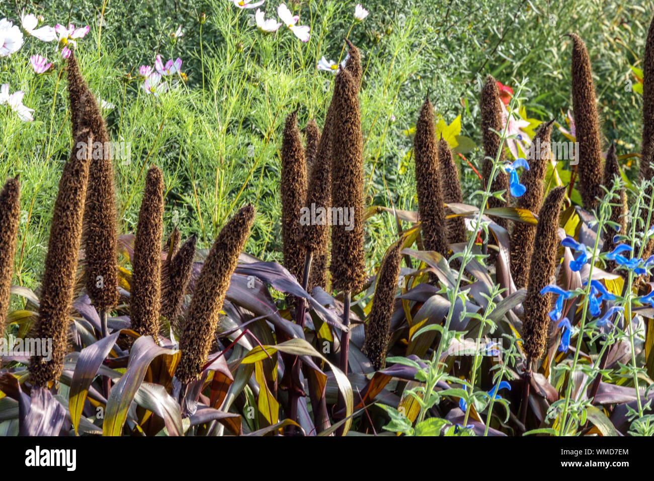 Pennisetum glaucum 'Purple Majesty', du millet belle plante vivante dans une fleur double rangée, la maturation du grain de l'oreille Banque D'Images